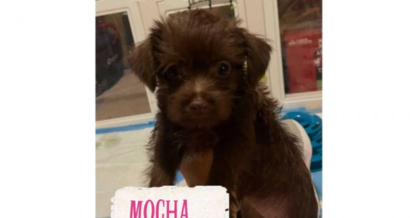 Mocha