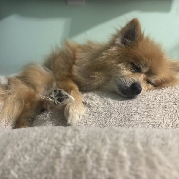 Paulie