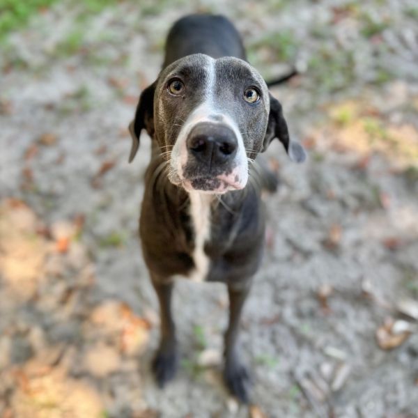 Lena