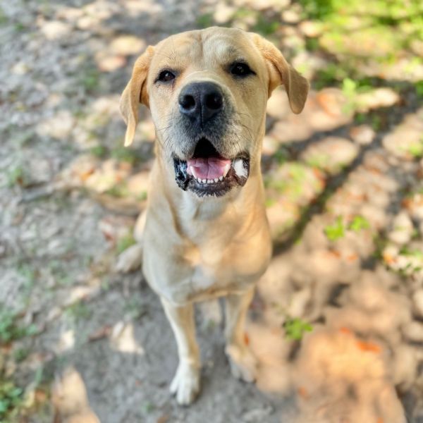 Savannah