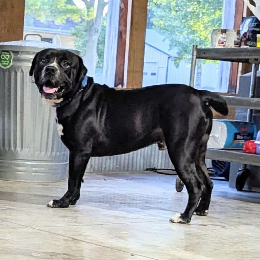 Capone