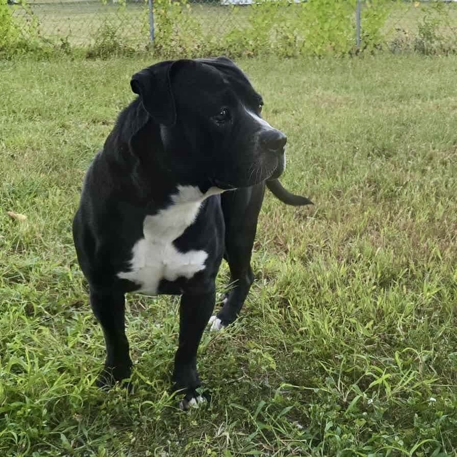 Capone