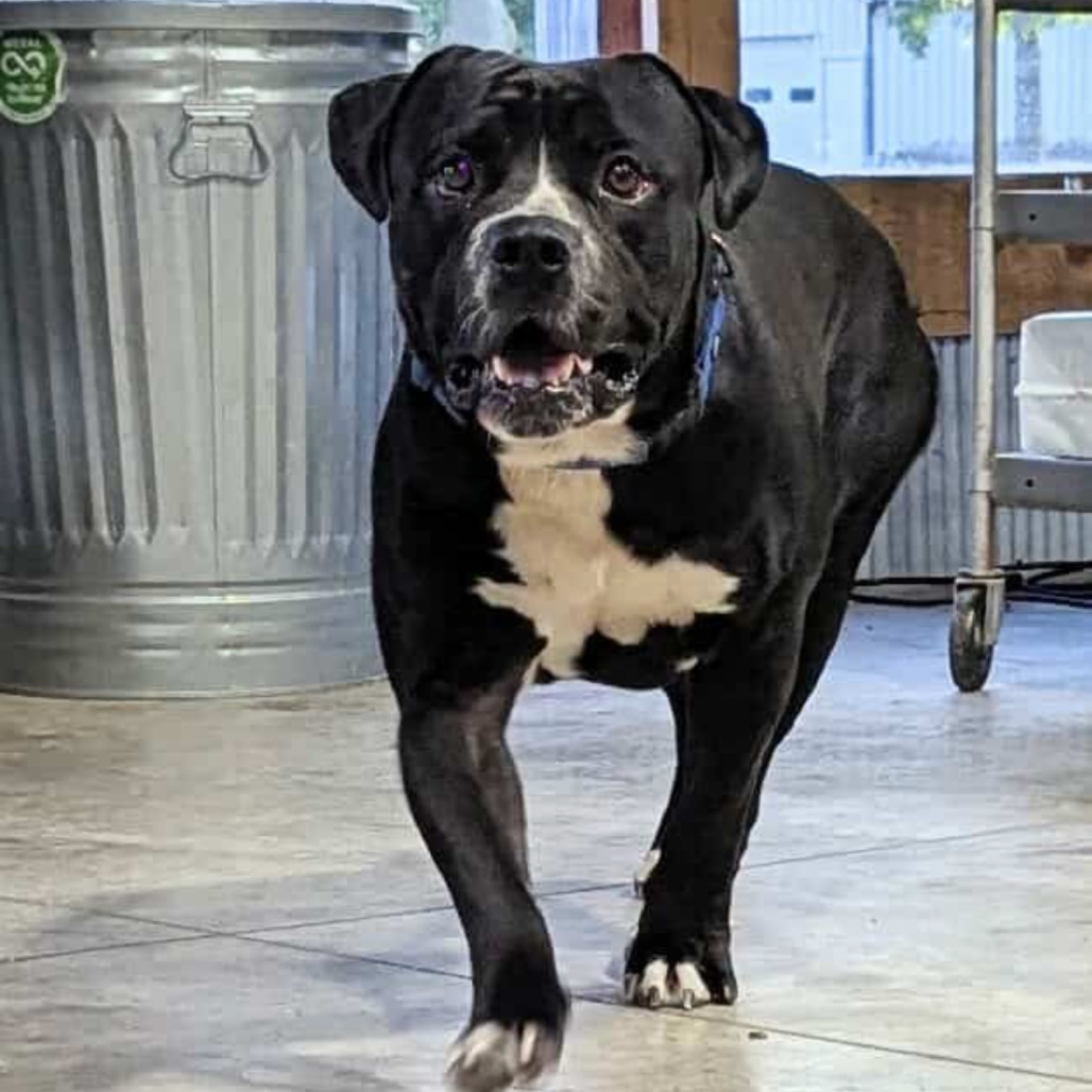 Capone