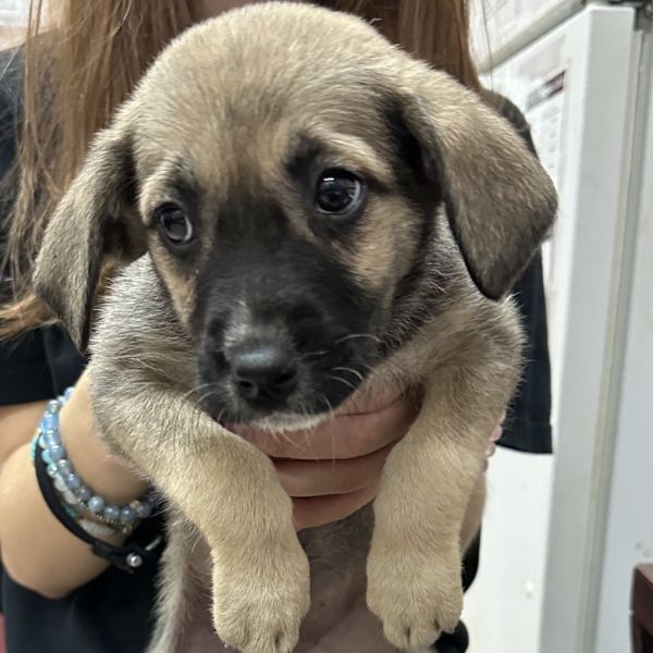 Darla