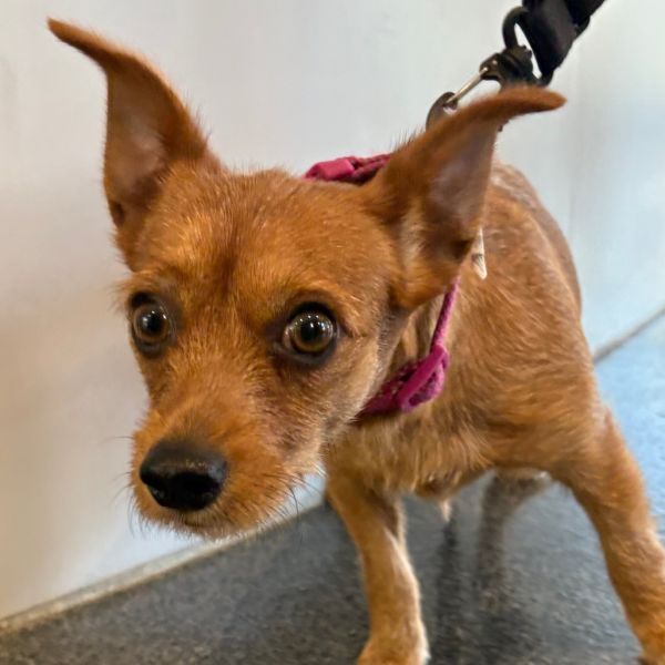 Gidget