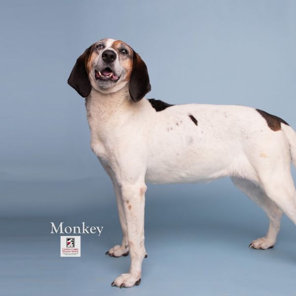 Monkey