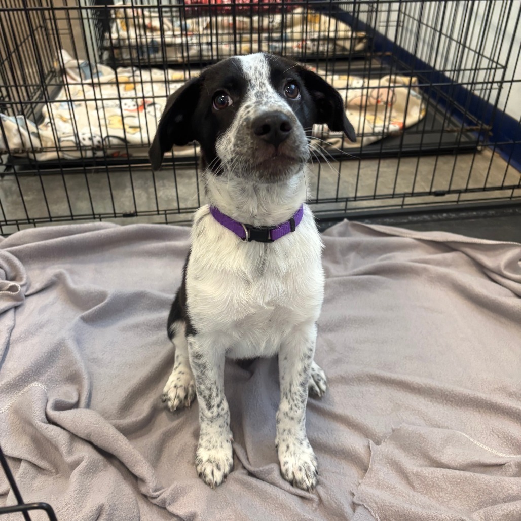 Lainey, an adoptable Pointer, Cattle Dog in Show Low, AZ, 85901 | Photo Image 1