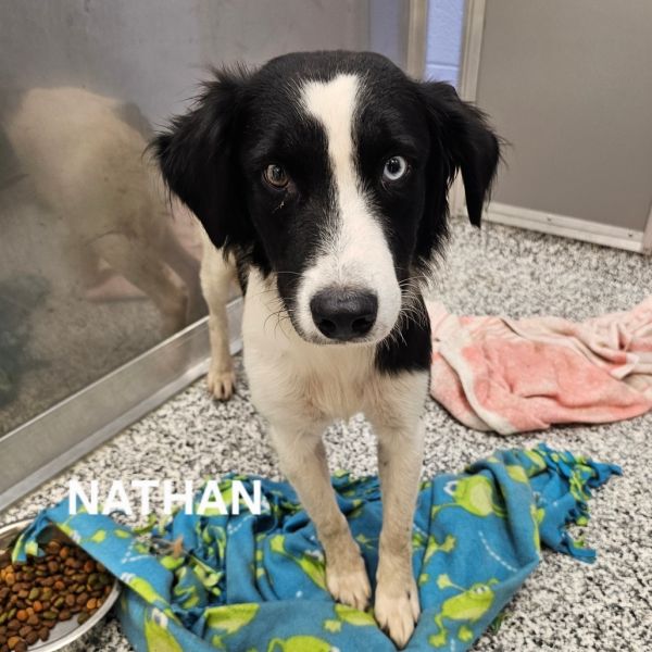 Nathan