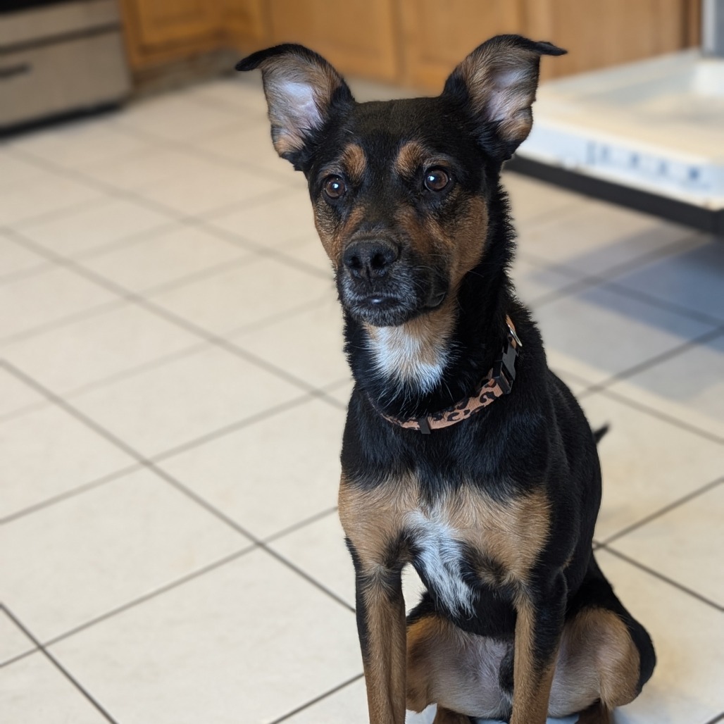 Amos - Sweet & Silly Boy! Adopt $0!