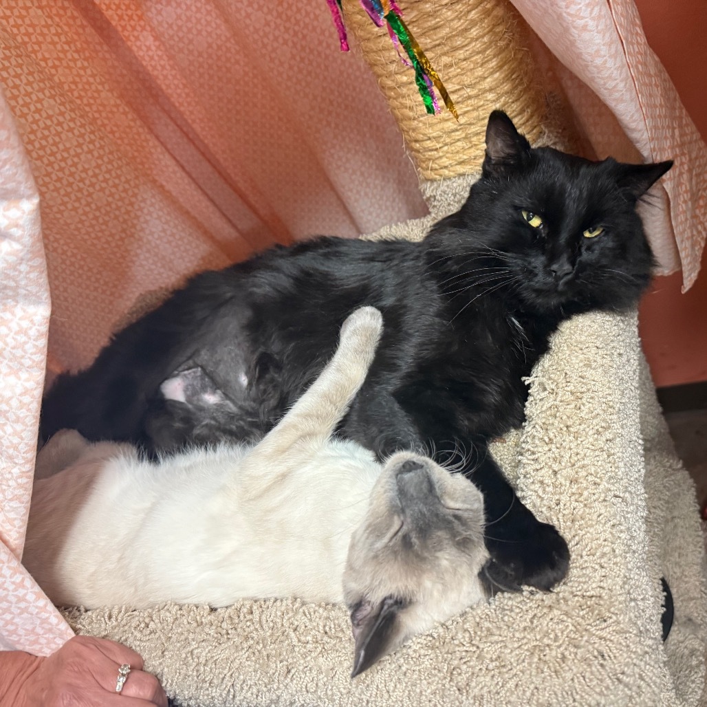 Heart - Gentle boy, loves treats!