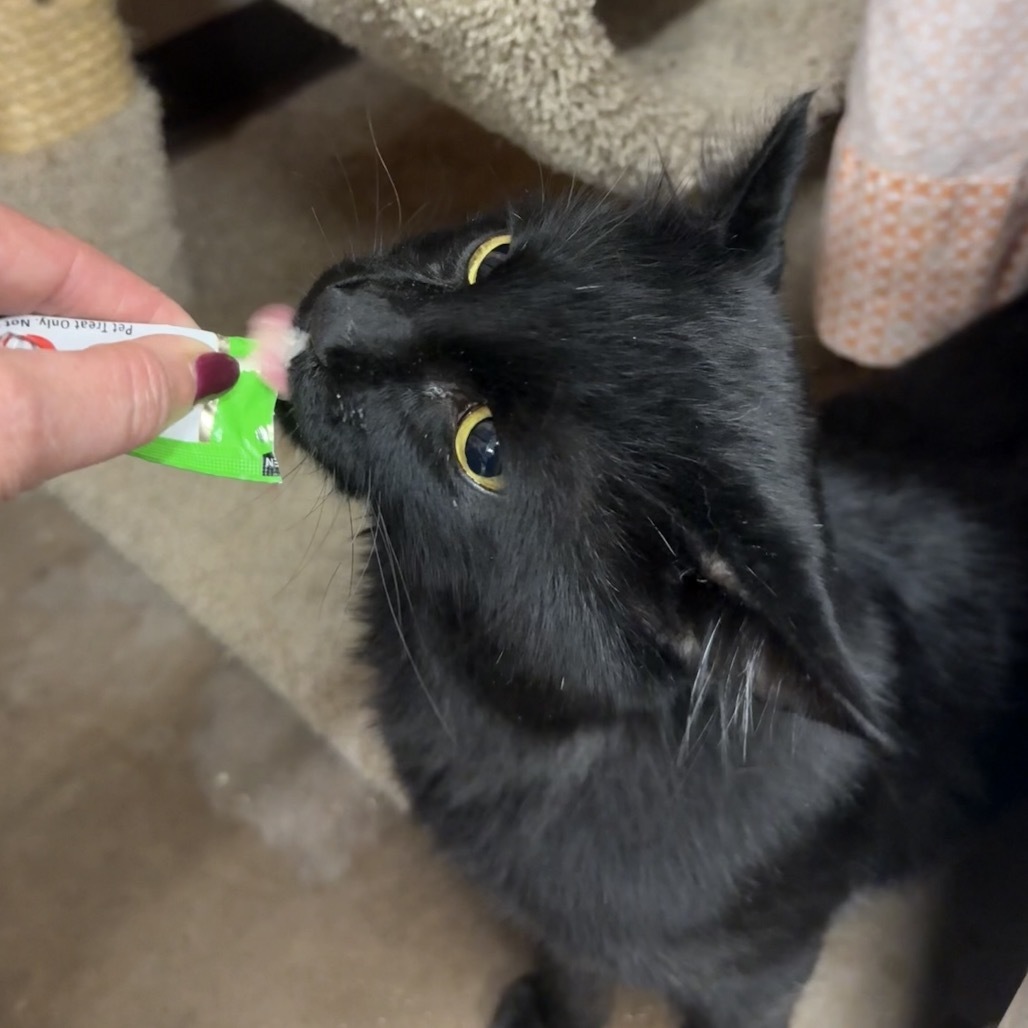 Heart - Gentle boy, loves treats!