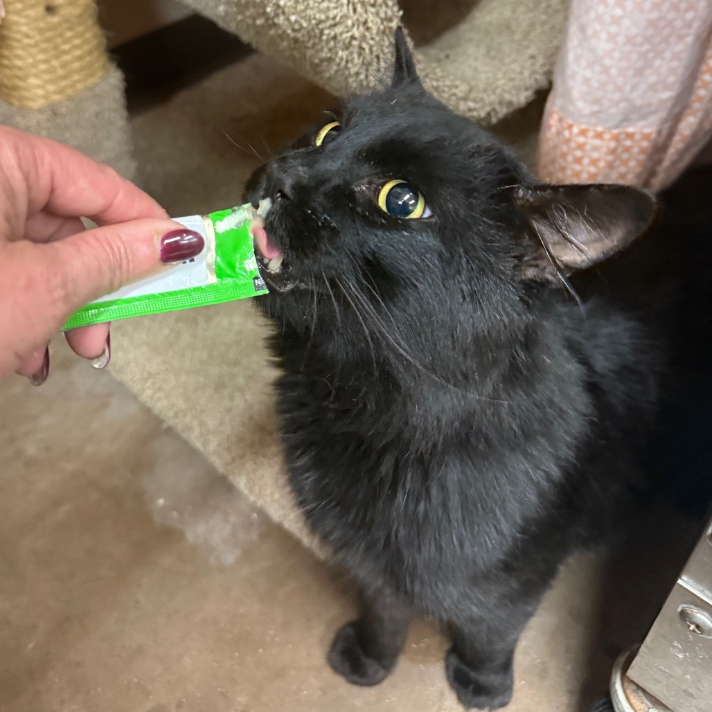 Heart - Gentle boy, loves treats!