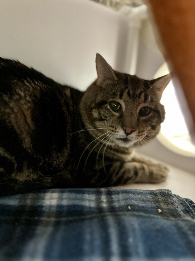 Pancake, an adoptable Domestic Short Hair in Trenton, ME, 04605 | Photo Image 1