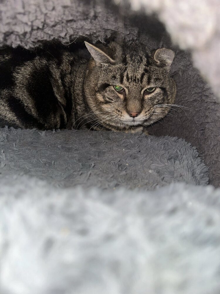 Pancake, an adoptable Domestic Short Hair in Trenton, ME, 04605 | Photo Image 2