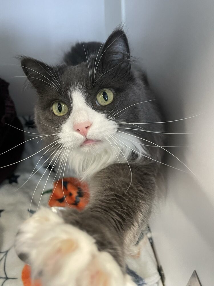 Alberta Einstein, an adoptable Domestic Medium Hair in Trenton, ME, 04605 | Photo Image 1