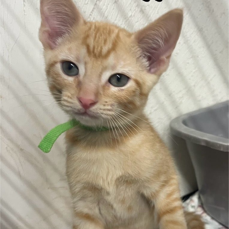 Tigger (lime collar)