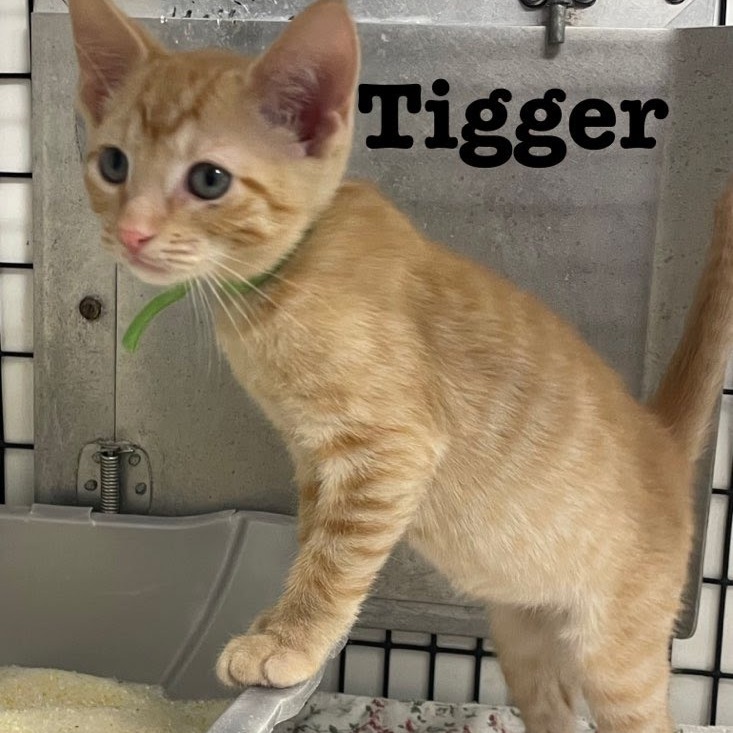 Tigger (lime collar)