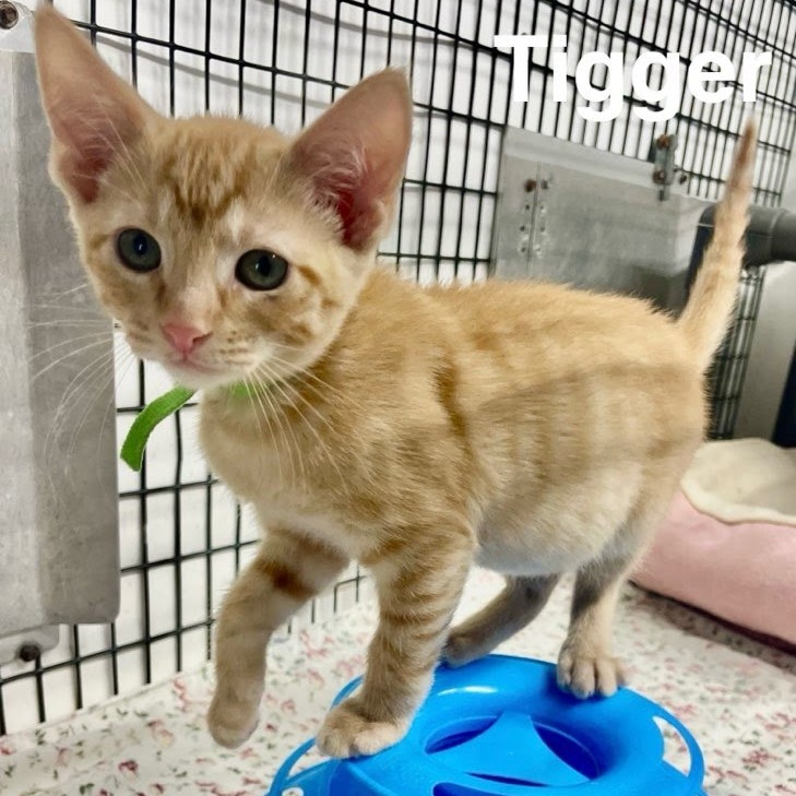 Tigger (lime collar)