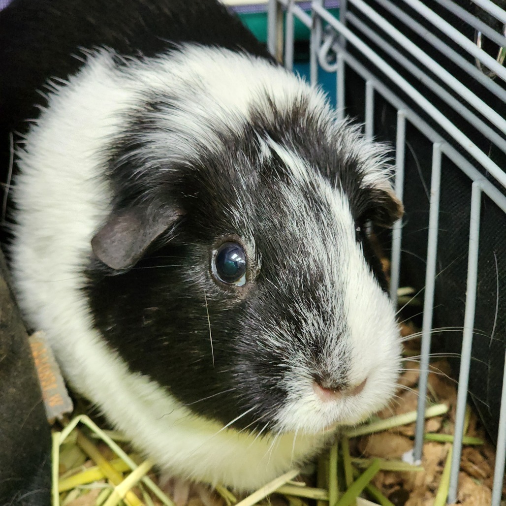 Bea