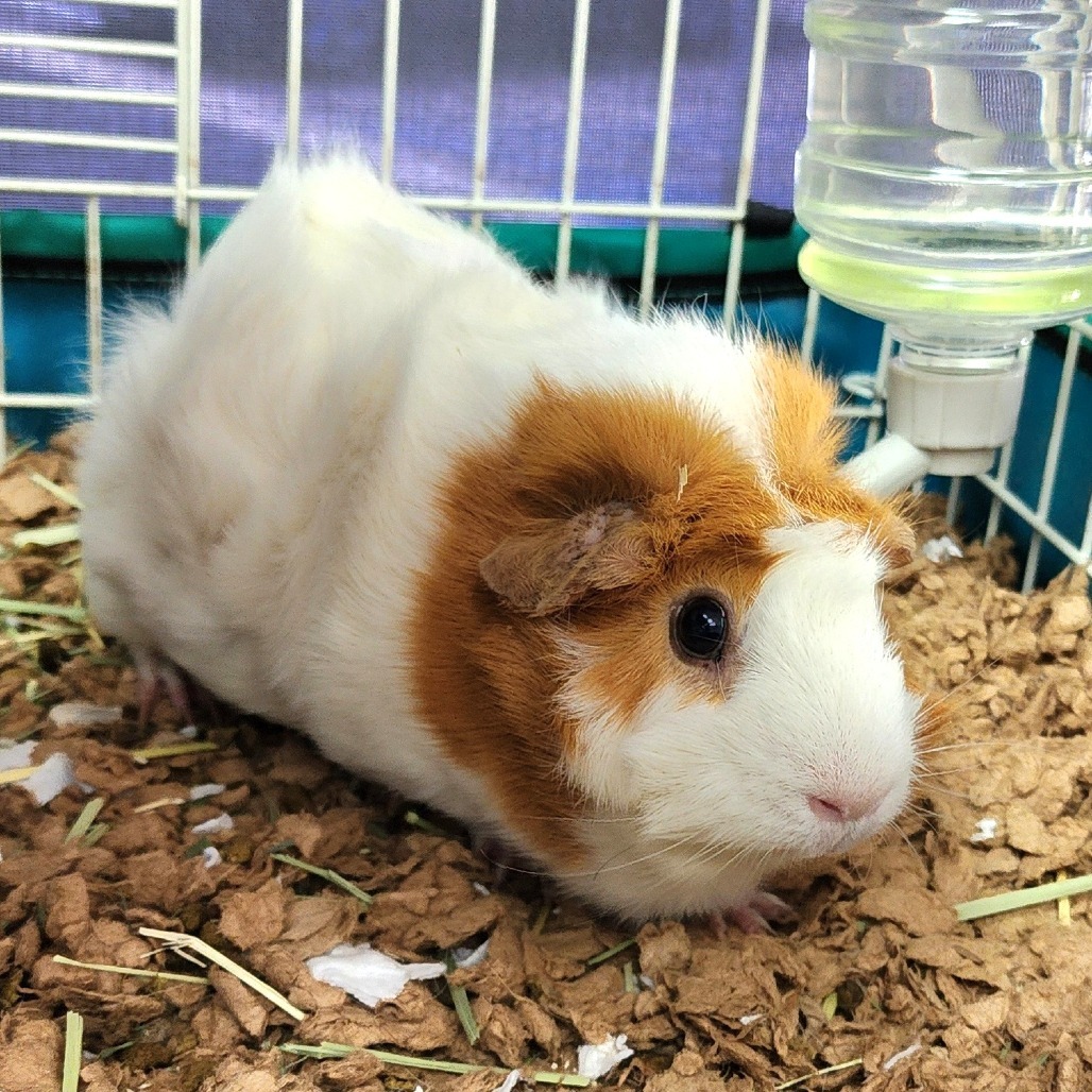 Millie