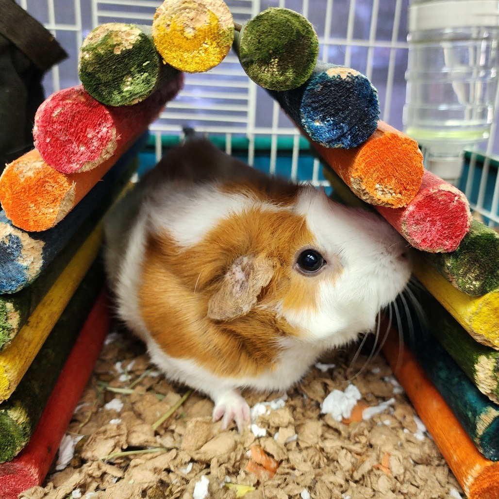 Millie