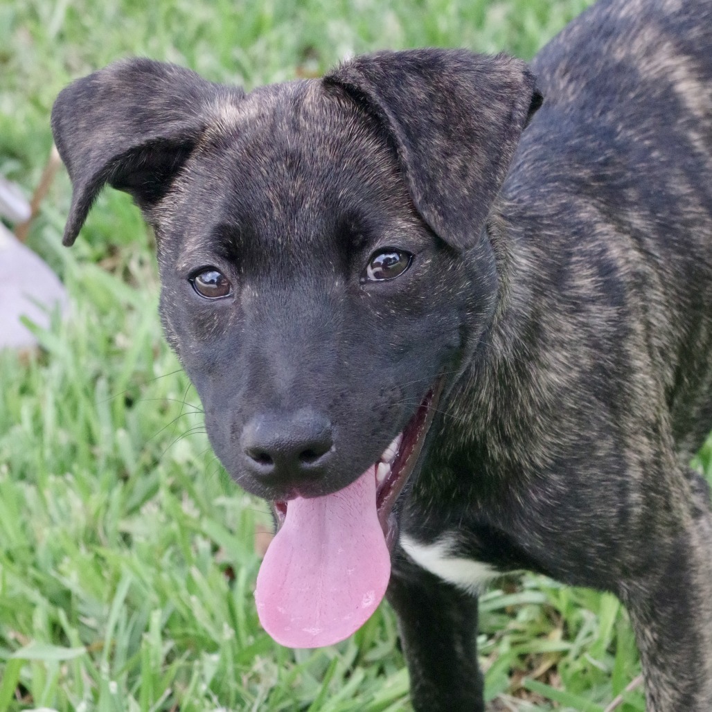 Puppy Baloo