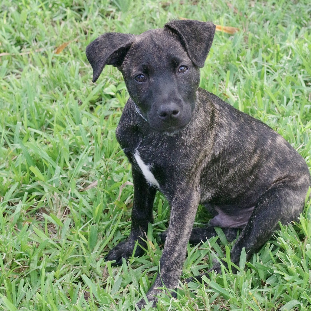 Puppy Baloo