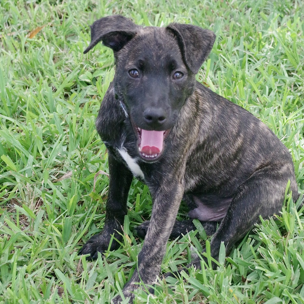 Puppy Baloo