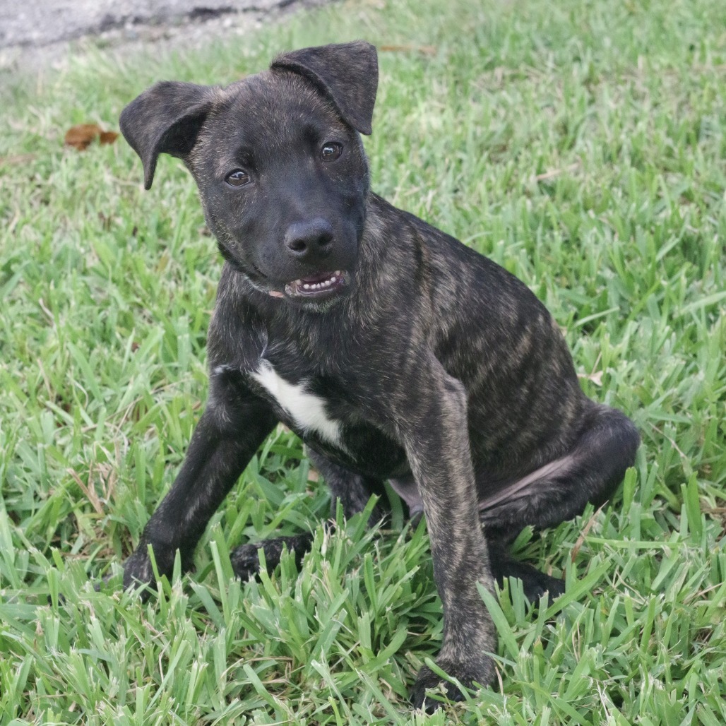 Puppy Baloo