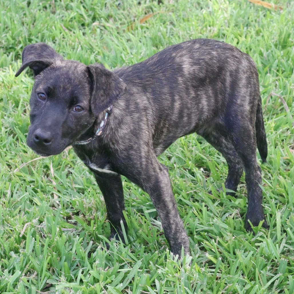 Puppy Baloo