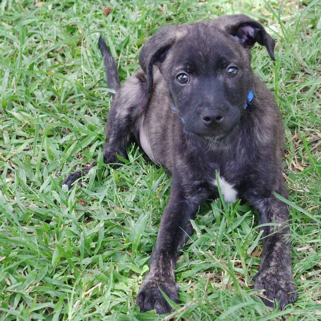 Puppy Baloo