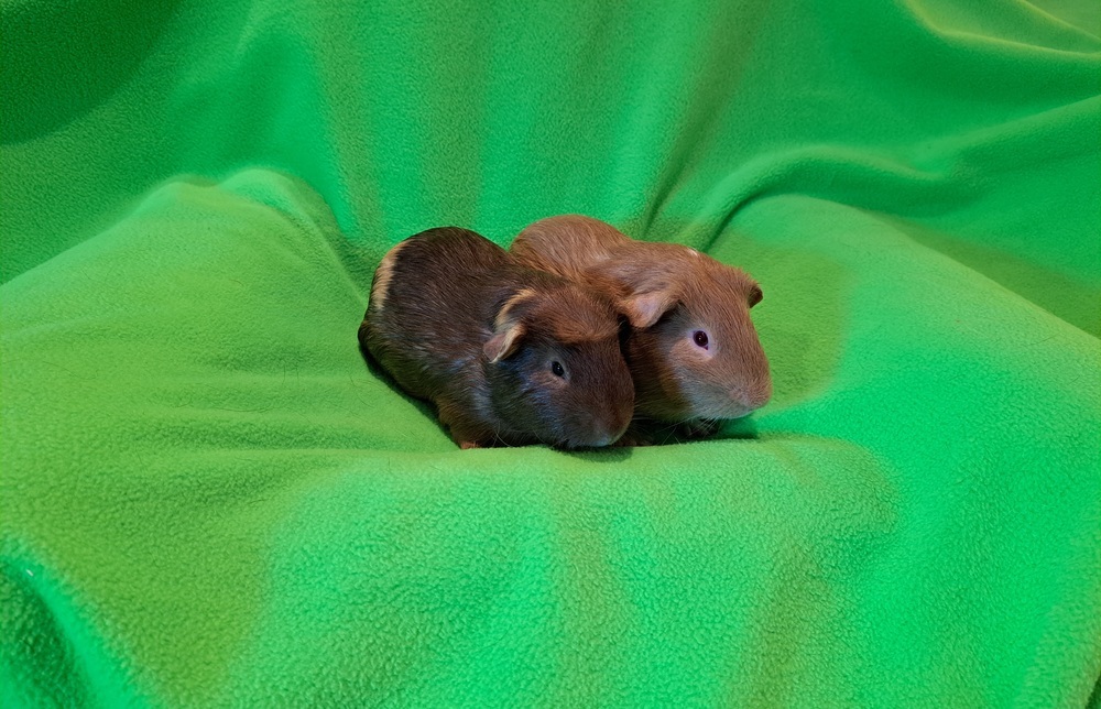 Draco and Falcor