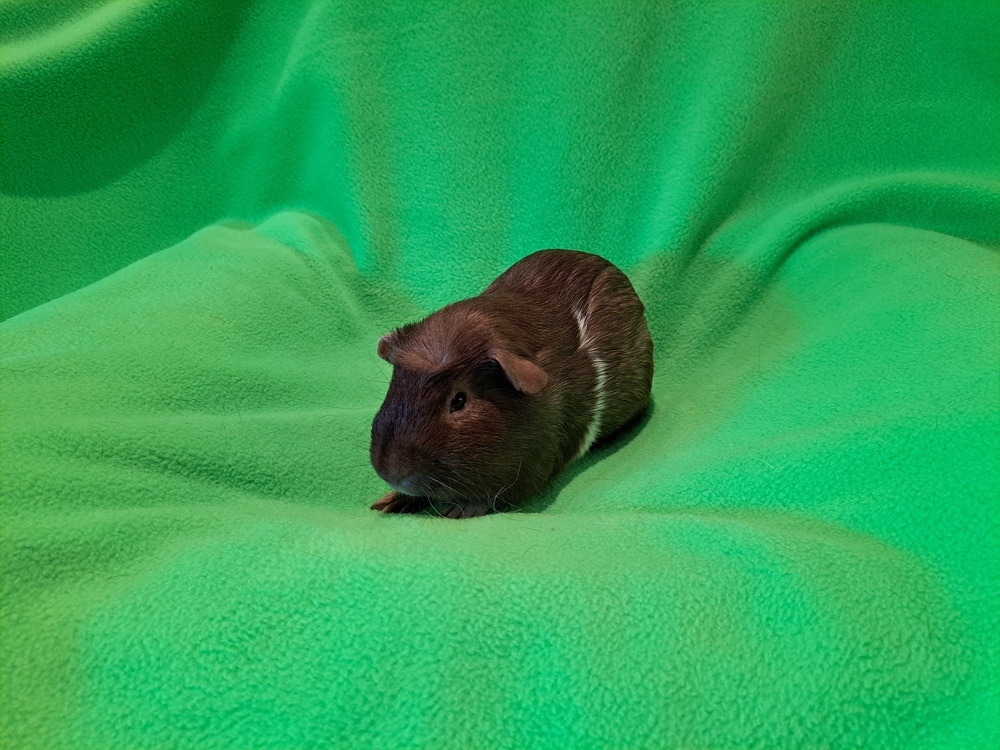 Draco and Falcor