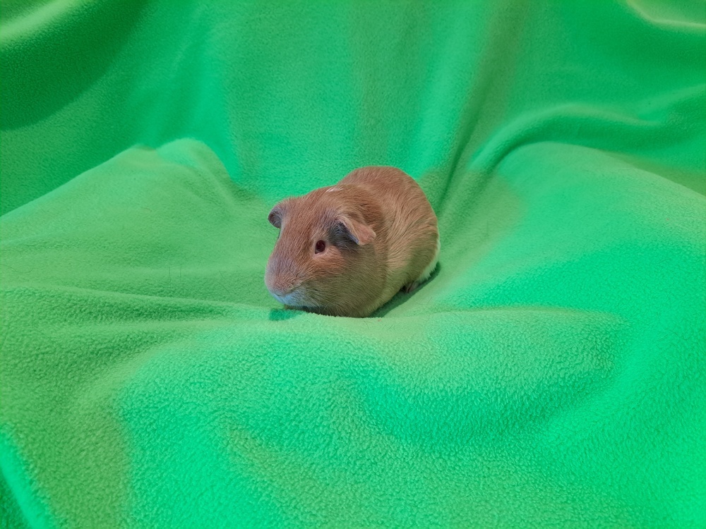 Draco and Falcor