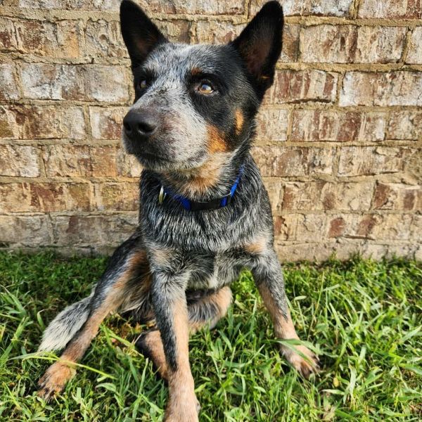 TUSC-Stray-81863