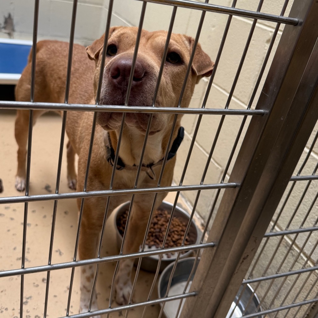 TUSC-Stray-81850