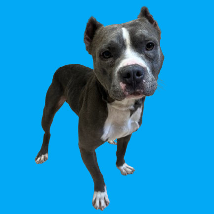 TUSC-Stray-81859