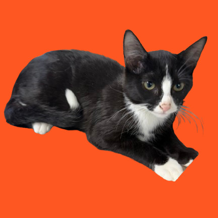 TUSC-Stray-81858_2_3