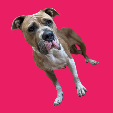 TUSC-Stray-81867