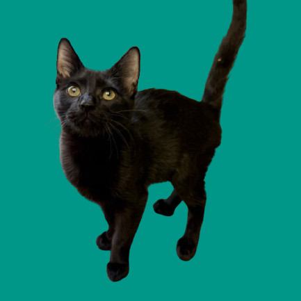 TUSC-Stray-81858_2