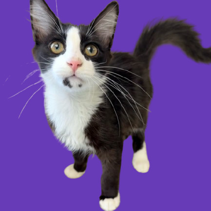 TUSC-Stray-81858
