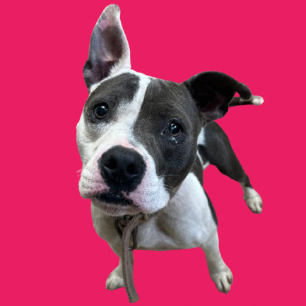 TUSC-Stray-81833