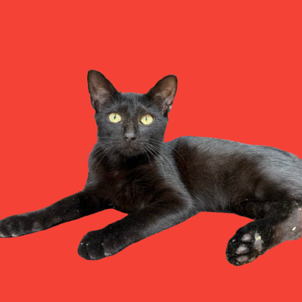 TUSC-Stray-81847