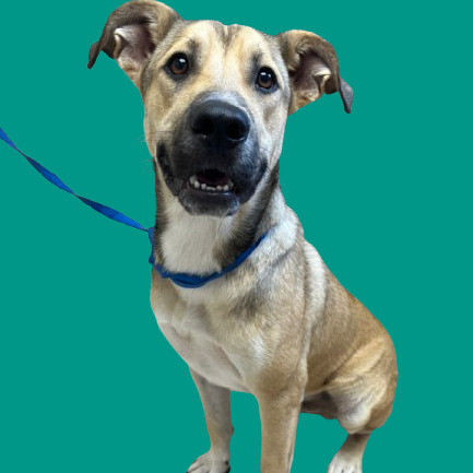 TUSC-Stray-81866