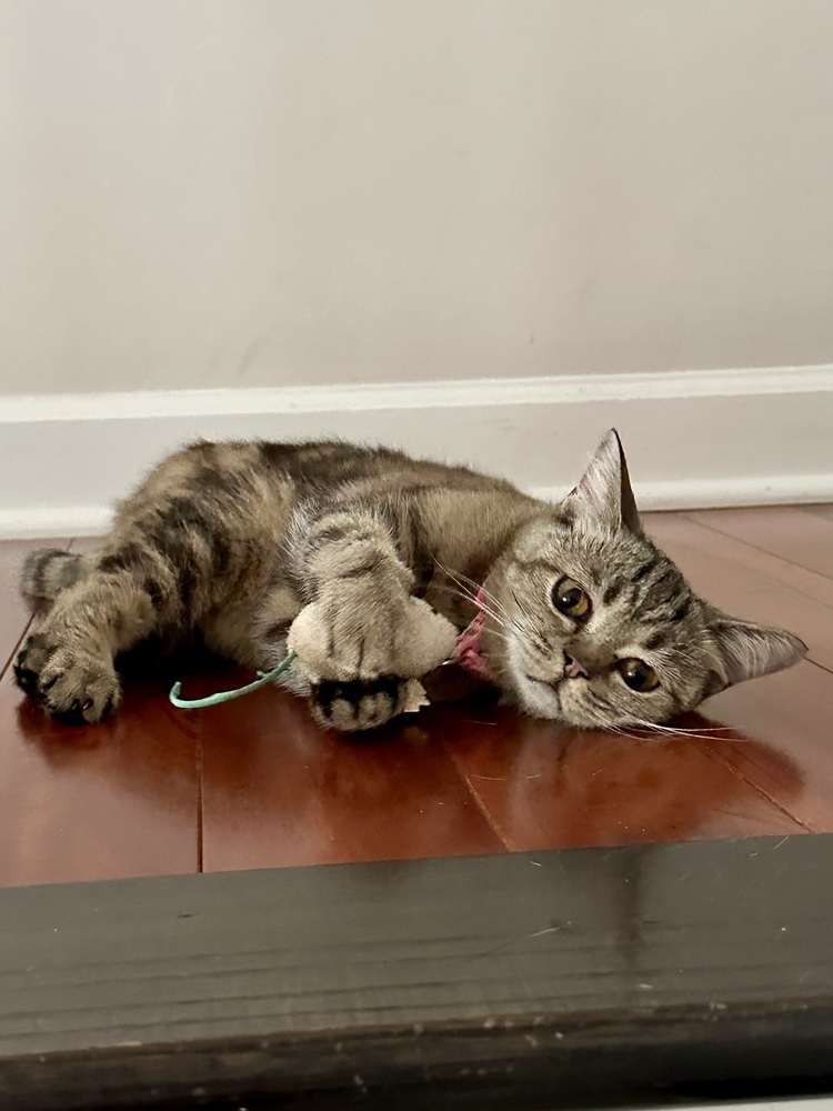 Cora