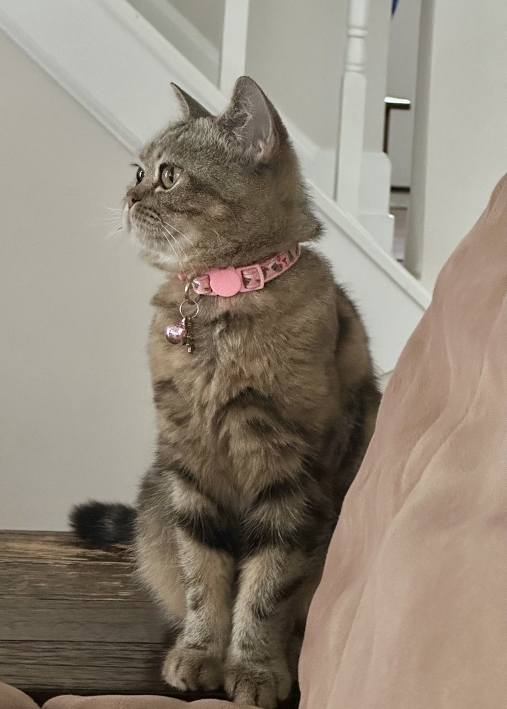 Cora