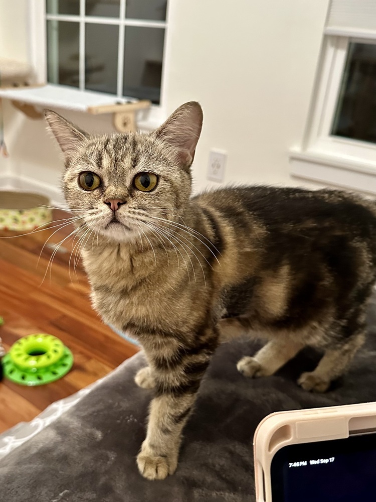 Cora