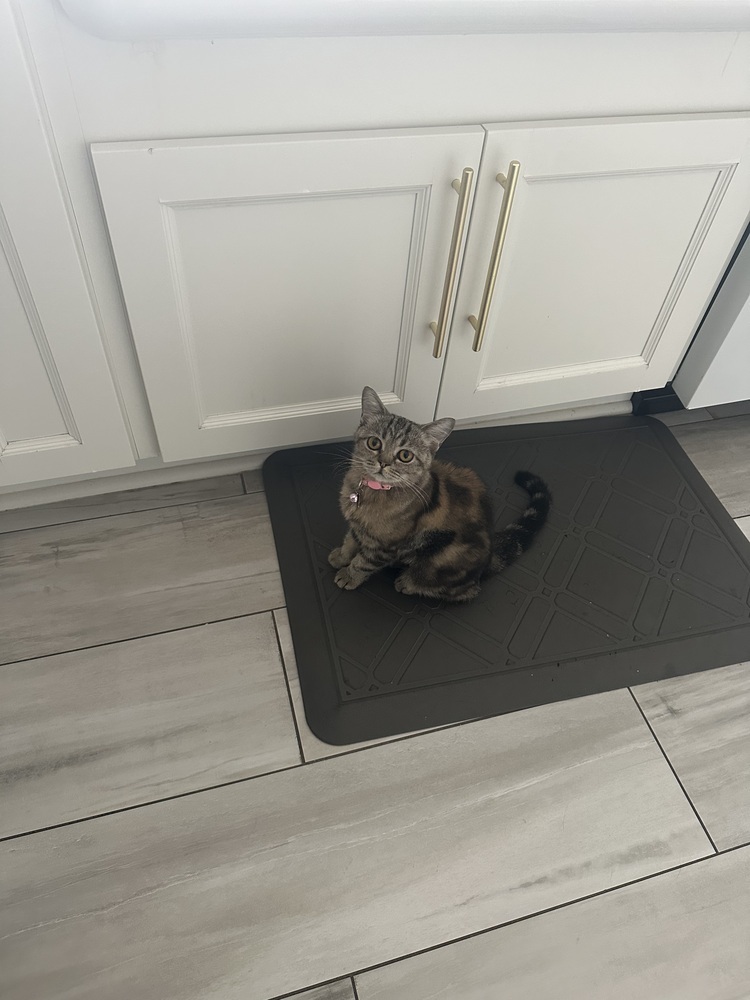 Cora