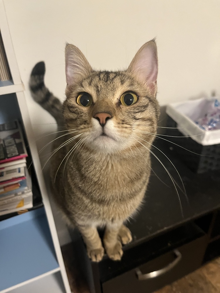 Tony