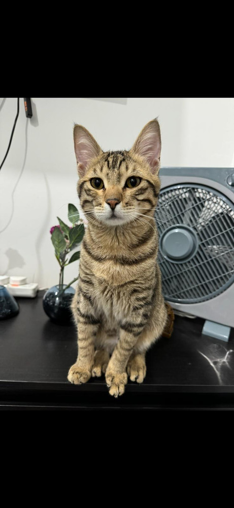 Tony